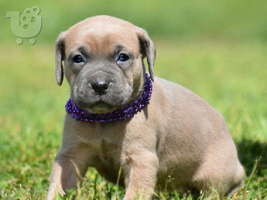 PoulaTo: Cane Corso Puppies