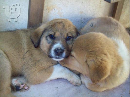 Μεγαλοσωμα κουταβακια χαριζονται