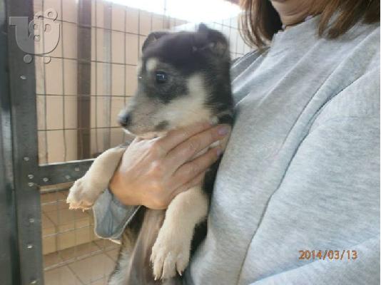 Κουταβακι χαριζεται