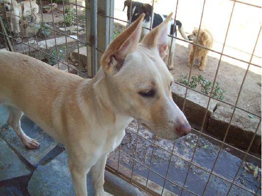 Λευκη λυκουλα ημιαιμη χαριζεται