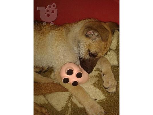 Κουταβακι μαλινουα ημιαιμο χαριζεται