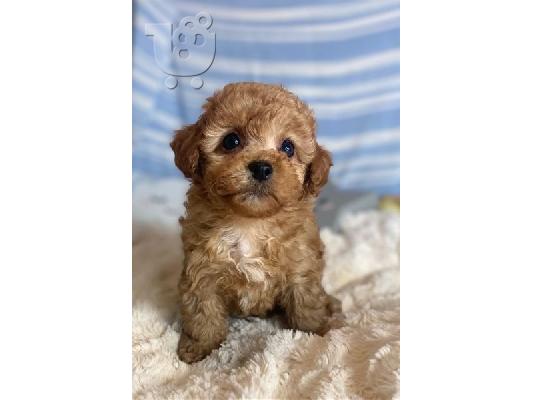 PoulaTo: Τα κουτάβια Maltipoo είναι έτοιμα τώρα