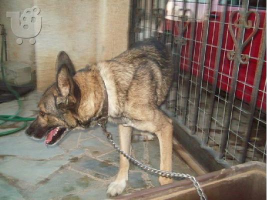 Λυκος χαριζεται