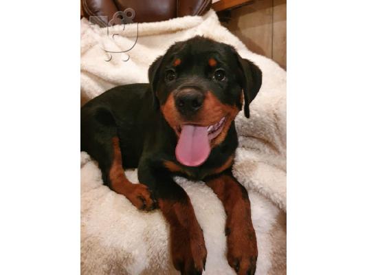 Όμορφα υγιή κουτάβια ROTTWEILER