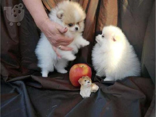PoulaTo: Πομεράνιαν μινι (Pomeranian mini)