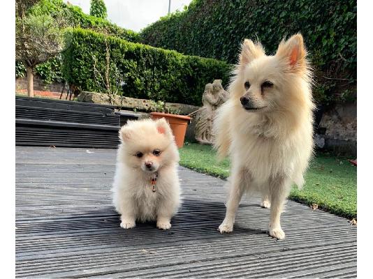 Πώληση Pomeranian σκύλοι και κουτάβια