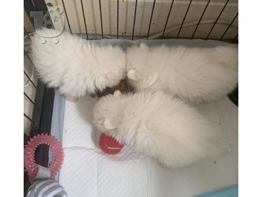 PoulaTo: Πώληση Pomeranian σκύλοι και κουτάβια