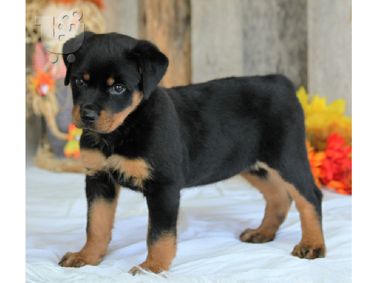 PoulaTo: Αρχική εκπαιδευμένο Rottweiler διαθέσιμο τώρα