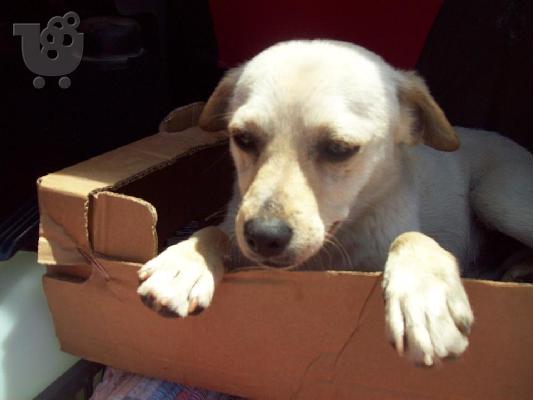 Ημιαιμα τσιουαουα χαριζονται