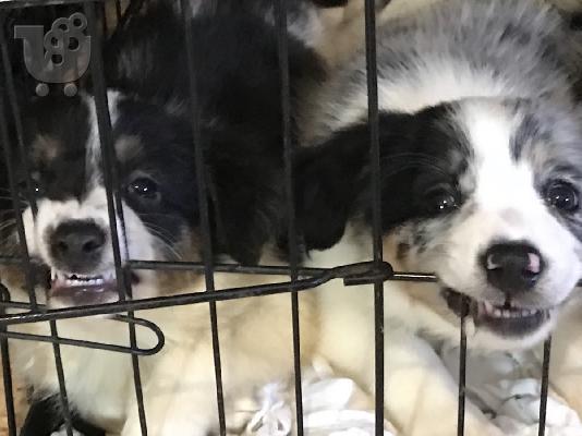 Κουτάβια Border Collie