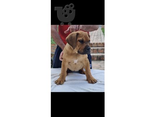 Αφρικανικό Boerboel
