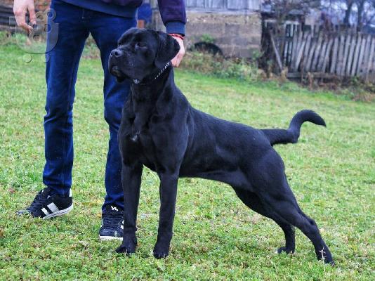 Cane Corso κουτάβια