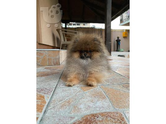 Poodle και Pomeranian Spitz κουτάβια