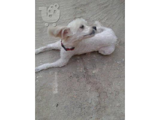 Κανις/Μαλτεζ χαριζεται