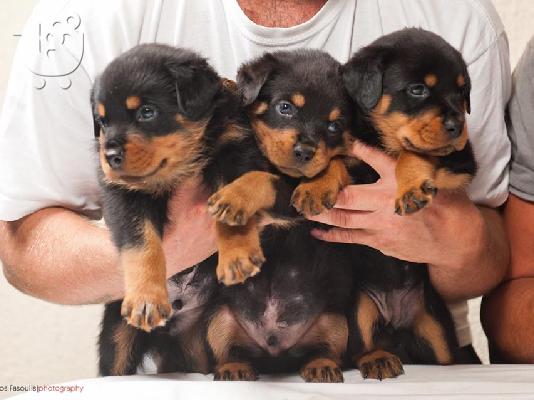 ΡΟΤΒΑΙΛΕΡ ΚΟΥΤΑΒΙΑ ΕΚΘΕΣΙΑΚΑ