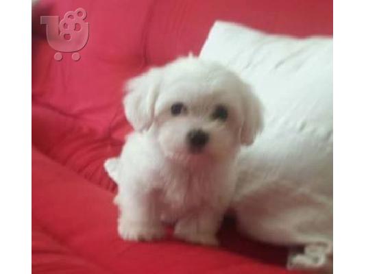 Maltese - Μαλτέζ καθαροαιμα και υιγιεστατα κουταβια στις καλυτερες ΑΘΗΝΑ 6979314054...