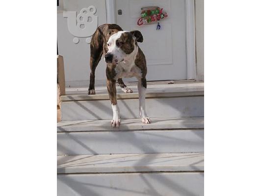 Πωλείται American Pitbull