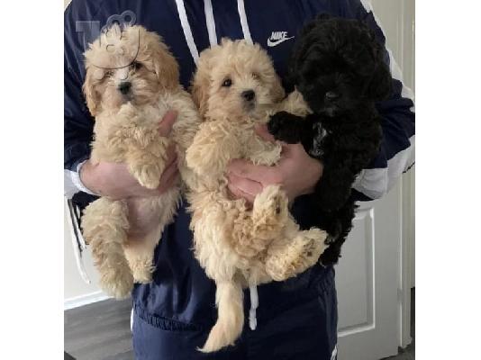 PoulaTo: Πώληση σκυλιά και κουτάβια Poodle