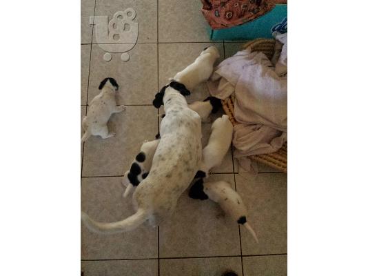 Jack Russell  Στιλ Σκάκι. καθαρόαιμο. *** Ψάχνουν οικογένεια ***...