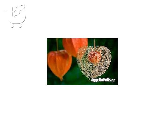 Lantern Seed - Κοκκινο Groundcherry - 50 Σποροι