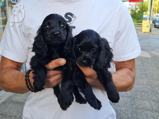 PoulaTo: Cocker Spaniel - Κόκερ Σπάνιελ