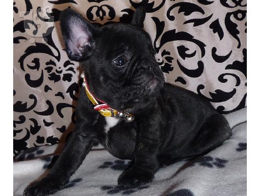 French bulldog black