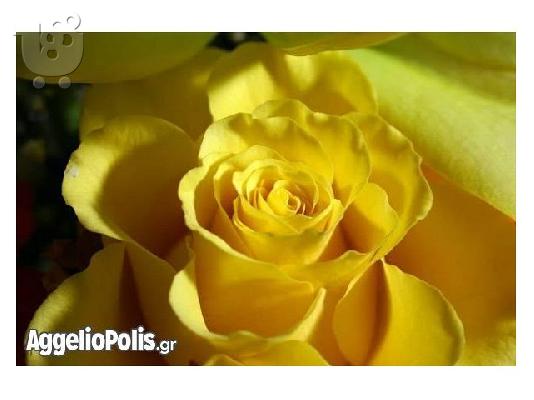 PoulaTo: 50 Σποροι Κιτρινο Τριανταφυλλο