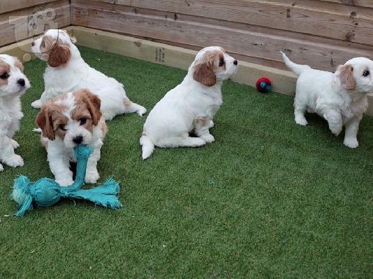PoulaTo: Όμορφα κουτάβια cavachon