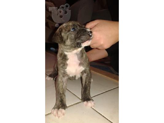 PoulaTo: πωλουνται καθαροαιμα κουταβακια pitbull