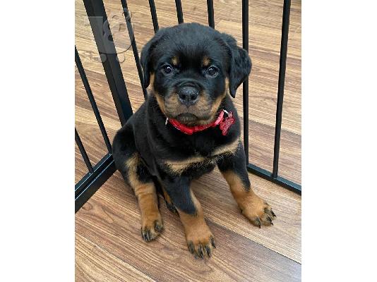 PoulaTo: Adorable Rottweiler Puppy For Sale