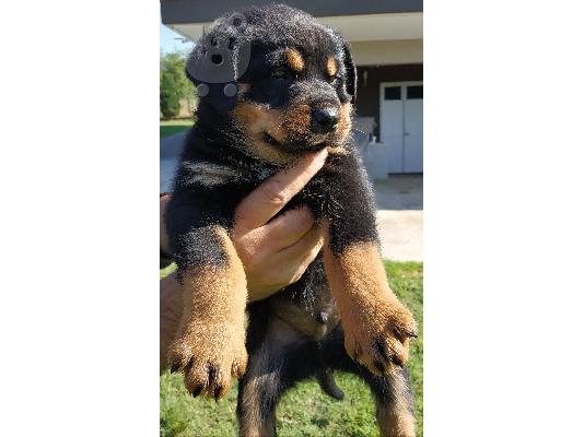 Rottweiler