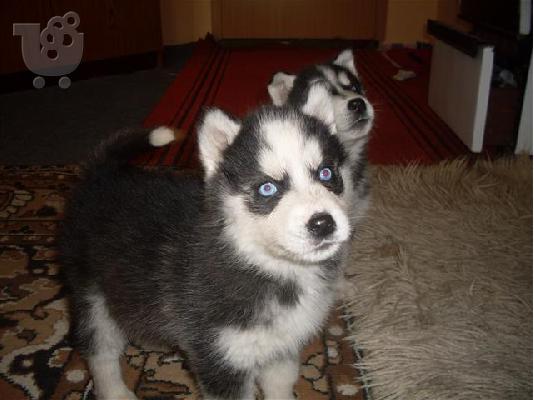 Husky καθαροαιμα κουταβακια 6940048695 αθηνα κρητη