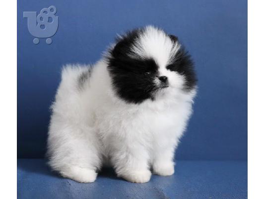 PoulaTo: 3 κουτάβια Super Tiny Pomerania