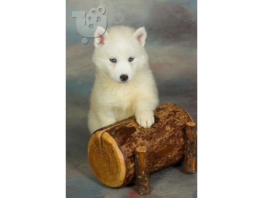 PoulaTo: HUSKY SIBERIAN