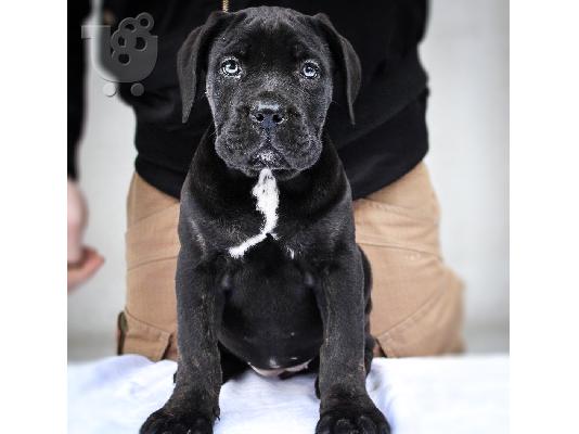 Cane Corso κουτάβια