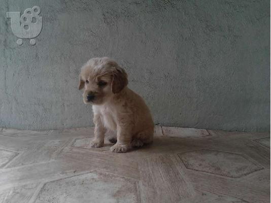 Αγγλικός Κόκερ Σπάνιελ -350 euro REAL FOTO!