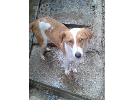 Σκυλιτσα νεαρη μικρομεσαιου μεγεθους χαριζεται