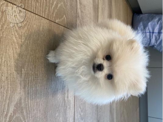 Πώληση Pomeranian σκύλοι και κουτάβια