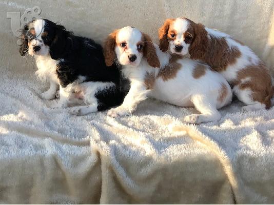 PoulaTo: Cavalier King Charles Spaniel