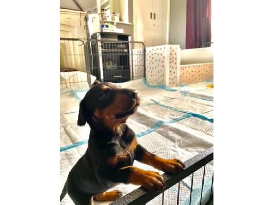 PoulaTo: Doberman Pups