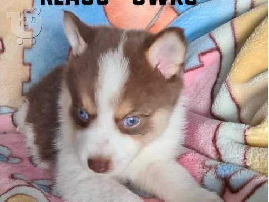 ΚΑΤΑΠΛΗΚΤΙΚΗ ΑΓΑΠΗ POMSKY PU [PPY SVSILSBLE