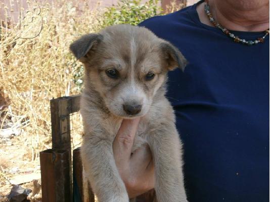Κουταβακια χαριζονται
