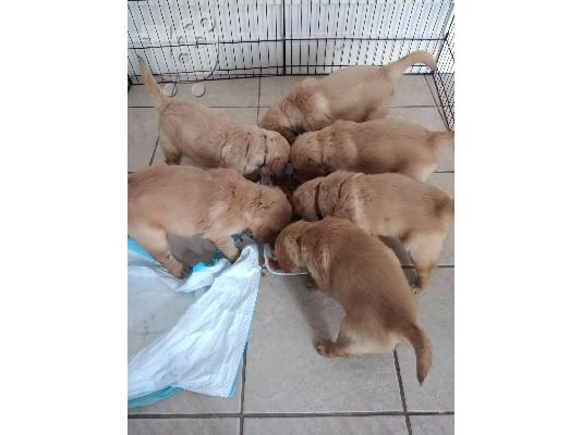 PoulaTo: Εγγεγραμμένα κουτάβια Golden Retriever