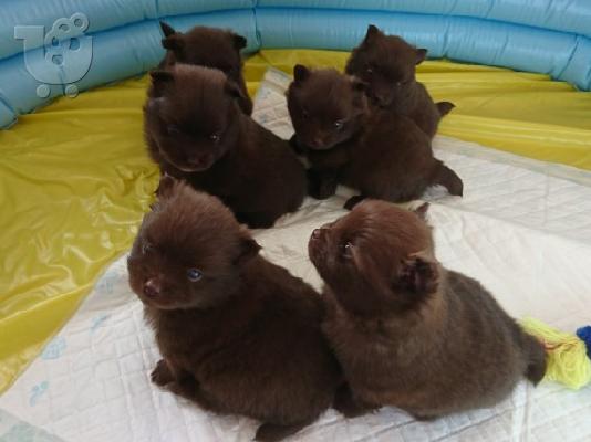 X μάζα τσαγιού Pomeranian κουτάβια
