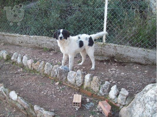 Μεγαλοσωμος τσοπανοκουταβος χαριζεται