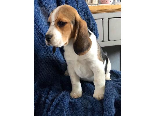 PoulaTo: Ovdje predstavljamo naše divne štenad Beagle spremne za dolazak,