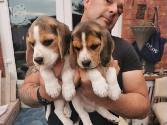 PoulaTo: Όμορφα κουτάβια Beagle για καλό σπίτι