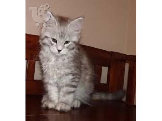Ποιότητα Maine Coon Kitten