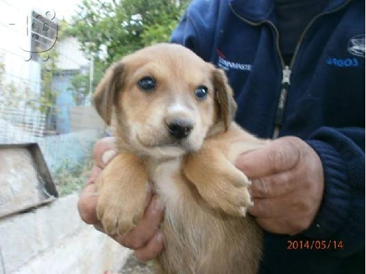 PoulaTo: Κουταβακια χαριζονται