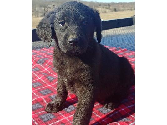 PoulaTo: Πώληση κουτάβια Labrador Retriever